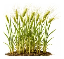 Barley whole plant