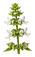 Basil flower detail