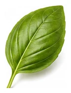 Basil leaf detail