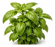 Basil whole plant