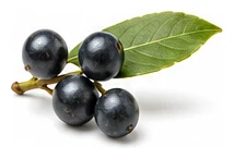 Bay Laurel harvest / detail