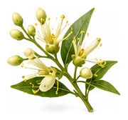 Bay Laurel flower detail