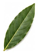 Bay Laurel leaf detail