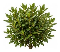 Bay Laurel whole plant