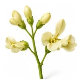 Bean, Adzuki flower detail