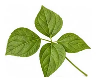 Bean, Adzuki leaf detail