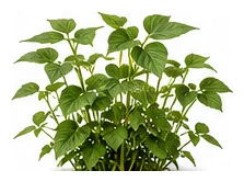 Bean, Adzuki whole plant