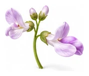 Bean, Snake flower detail