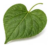 Bean, Snake leaf detail