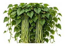 Bean, Snake whole plant