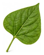 Beans leaf detail