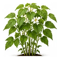 Beans whole plant