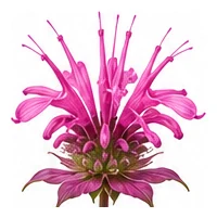 Bee Balm flower detail