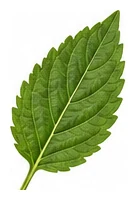 Bee Balm leaf detail