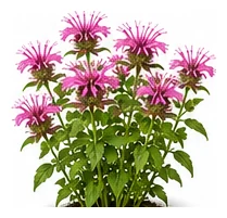Bee Balm whole plant
