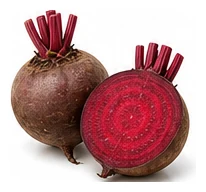 Beetroot harvest / detail