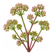 Beetroot flower detail