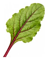 Beetroot leaf detail