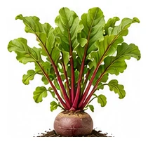 Beetroot whole plant