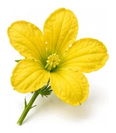 Bitter Melon flower detail