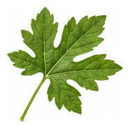Bitter Melon leaf detail
