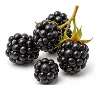 Blackberry harvest / detail