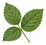 Blackberry leaf detail