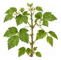 Blackberry whole plant