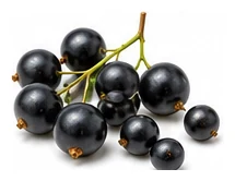 Blackcurrant harvest / detail