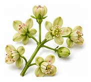 Blackcurrant flower detail
