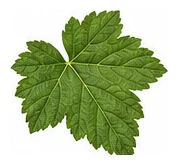 Blackcurrant leaf detail