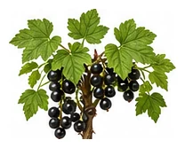 Blackcurrant whole plant