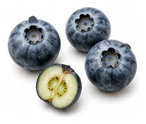 Blueberry harvest / detail