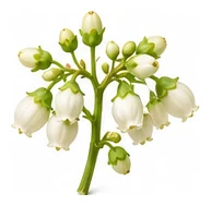 Blueberry flower detail