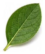 Blueberry leaf detail