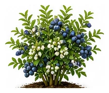 Blueberry whole plant