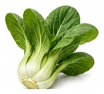 Bok Choy harvest / detail