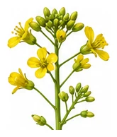 Bok Choy flower detail
