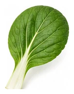 Bok Choy leaf detail