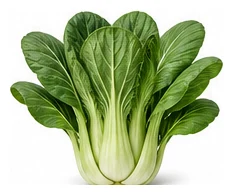 Bok Choy whole plant