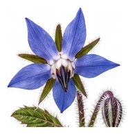 Borage flower detail