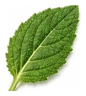 Borage leaf detail