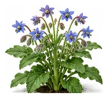 Borage whole plant