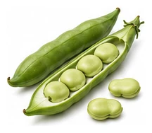 Broad Bean harvest / detail