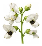 Broad Bean flower detail