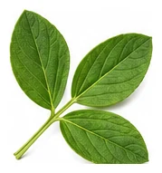 Broad Bean leaf detail