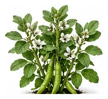Broad Bean whole plant