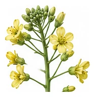 Broccoli flower detail