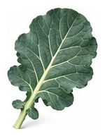 Broccoli leaf detail