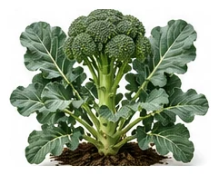 Broccoli whole plant